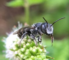 Megachile exilis by (c) Albert Cardona, some rights reserved (CC BY), uploaded by Albert Cardona. Used under a CC-BY license.