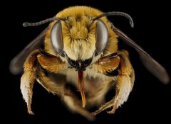 Megachile fortis by no rights reserved, uploaded by USGS Bee Inventory and Monitoring Lab. Used under a CC0 license.