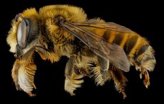 Megachile fortis by no rights reserved, uploaded by USGS Bee Inventory and Monitoring Lab. Used under a CC0 license.