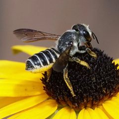 Megachile frugalis by (c) Amy Schnebelin, some rights reserved (CC BY), uploaded by Amy Schnebelin. Used under a CC-BY license.