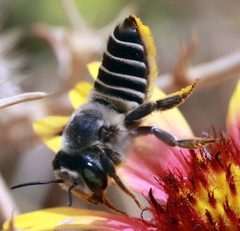 Megachile parallela by (c) Catherine C. Galley, some rights reserved (CC BY), uploaded by Catherine C. Galley. Used under a CC-BY license.