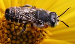 Megachile policaris by (c) Catherine C. Galley, some rights reserved (CC BY), uploaded by Catherine C. Galley. Used under a CC-BY license.
