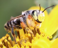 Megachile policaris by (c) Catherine C. Galley, some rights reserved (CC BY), uploaded by Catherine C. Galley. Used under a CC-BY license.