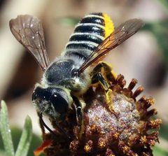 Megachile policaris by (c) Catherine C. Galley, some rights reserved (CC BY), uploaded by Catherine C. Galley. Used under a CC-BY license.