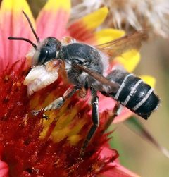 Megachile policaris by (c) Catherine C. Galley, some rights reserved (CC BY), uploaded by Catherine C. Galley. Used under a CC-BY license.