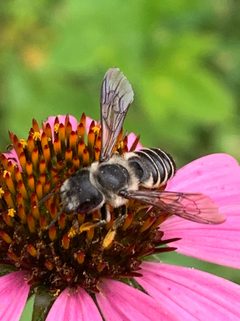 Megachile pugnata pugnata by (c) Carrie Seltzer, some rights reserved (CC BY), uploaded by Carrie Seltzer. Used under a CC-BY license.