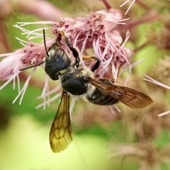 Megachile pugnata pugnata by (c) Amy Schnebelin, some rights reserved (CC BY), uploaded by Amy Schnebelin. Used under a CC-BY license.