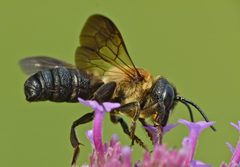 Megachile sculpturalis by (c) Steve Kerr, some rights reserved (CC BY), uploaded by Steve Kerr. Used under a CC-BY license.