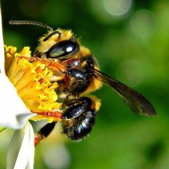 Megachile bahamensis by (c) Bob Peterson, some rights reserved (CC BY). Used under a CC-BY license.