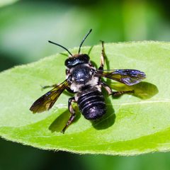 Megachile xylocopoides by (c) Melissa McMasters, some rights reserved (CC BY). Used under a CC-BY license.
