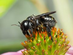 Megachile xylocopoides by (c) Katja Schulz, some rights reserved (CC BY), uploaded by Katja Schulz. Used under a CC-BY license.