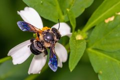 Megachile xylocopoides by (c) Richard Stovall, some rights reserved (CC BY), uploaded by Richard Stovall. Used under a CC-BY license.