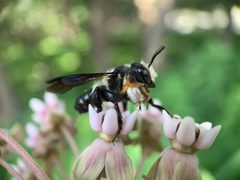 Megachile xylocopoides by (c) Bea Leiderman, some rights reserved (CC BY), uploaded by Bea Leiderman. Used under a CC-BY license.