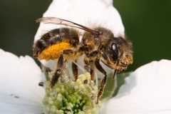 Osmia cornifrons by (c) Bill Keim, some rights reserved (CC BY), uploaded by Bill Keim. Used under a CC-BY license.