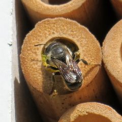 Osmia caerulescens by (c) Martin Cooper, some rights reserved (CC BY). Used under a CC-BY license.
