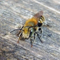 Osmia caerulescens by (c) Barry Walter, some rights reserved (CC BY), uploaded by Barry Walter. Used under a CC-BY license.