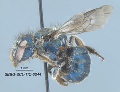 Osmia clarescens by (c) Casey H. Richart, some rights reserved (CC BY), uploaded by Casey H. Richart. Used under a CC-BY license.