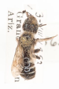Hoplitis albifrons by no rights reserved, uploaded by Robbie Hannawacker. Used under a CC0 license.
