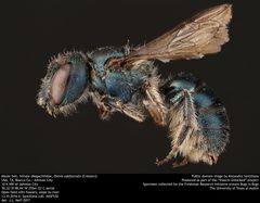Osmia subfasciata by no rights reserved, uploaded by Alejandro Santillana. Used under a CC0 license.