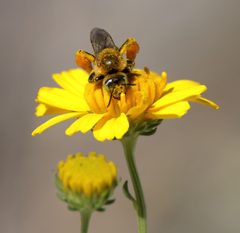 Hesperapis oraria by (c) Lauren McLaurin, some rights reserved (CC BY), uploaded by Lauren McLaurin. Used under a CC-BY license.