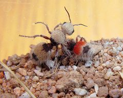 Dasymutilla foxi by (c) Gordon C. Snelling, some rights reserved (CC BY), uploaded by Gordon C. Snelling. Used under a CC-BY license.