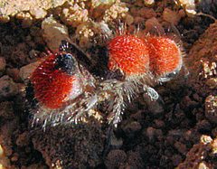 Dasymutilla foxi by (c) Gordon C. Snelling, some rights reserved (CC BY), uploaded by Gordon C. Snelling. Used under a CC-BY license.
