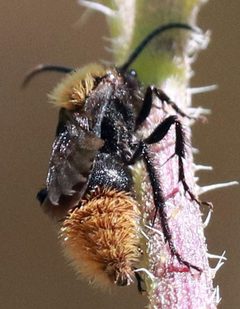Dasymutilla myrice by (c) Catherine C. Galley, some rights reserved (CC BY), uploaded by Catherine C. Galley. Used under a CC-BY license.