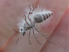 Dasymutilla pseudopappus by (c) Sam Kieschnick, some rights reserved (CC BY), uploaded by Sam Kieschnick. Used under a CC-BY license.