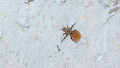 Dasymutilla satanas by (c) Mila C., some rights reserved (CC BY), uploaded by Mila C.. Used under a CC-BY license.