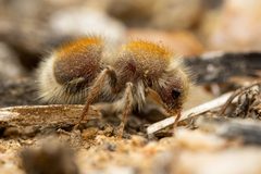 Dilophotopsis stenognatha by (c) Jake Nitta, some rights reserved (CC BY), uploaded by Jake Nitta. Used under a CC-BY license.