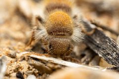 Dilophotopsis stenognatha by (c) Jake Nitta, some rights reserved (CC BY), uploaded by Jake Nitta. Used under a CC-BY license.