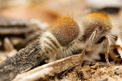 Dilophotopsis stenognatha by (c) Jake Nitta, some rights reserved (CC BY), uploaded by Jake Nitta. Used under a CC-BY license.
