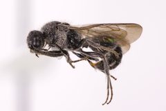 Ephuta pauxilla by (c) Kyle Rossner, some rights reserved (CC BY), uploaded by Kyle Rossner. Used under a CC-BY license.