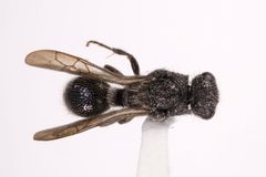 Ephuta pauxilla by (c) Kyle Rossner, some rights reserved (CC BY), uploaded by Kyle Rossner. Used under a CC-BY license.