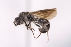 Ephuta spinifera by (c) Kyle Rossner, some rights reserved (CC BY), uploaded by Kyle Rossner. Used under a CC-BY license.