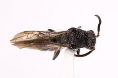 Ephuta spinifera by (c) Kyle Rossner, some rights reserved (CC BY), uploaded by Kyle Rossner. Used under a CC-BY license.
