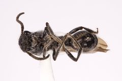 Ephuta spinifera by (c) Kyle Rossner, some rights reserved (CC BY), uploaded by Kyle Rossner. Used under a CC-BY license.
