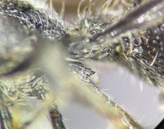 Ephuta spinifera by (c) Kyle Rossner, some rights reserved (CC BY), uploaded by Kyle Rossner. Used under a CC-BY license.