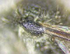 Ephuta spinifera by (c) Kyle Rossner, some rights reserved (CC BY), uploaded by Kyle Rossner. Used under a CC-BY license.