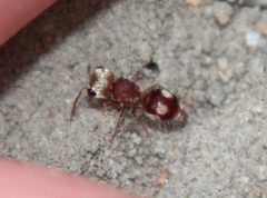 Pseudomethoca bequaerti by (c) Rebecca Ray, some rights reserved (CC BY), uploaded by Rebecca Ray. Used under a CC-BY license.