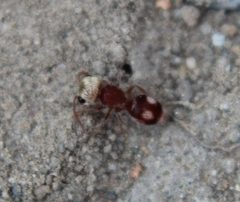 Pseudomethoca bequaerti by (c) Rebecca Ray, some rights reserved (CC BY), uploaded by Rebecca Ray. Used under a CC-BY license.