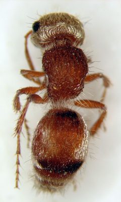Pseudomethoca bequaerti by (c) Jason Eckberg, some rights reserved (CC BY), uploaded by Jason Eckberg. Used under a CC-BY license.