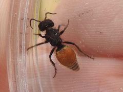 Pseudomethoca brazoria by (c) Sam Kieschnick, some rights reserved (CC BY), uploaded by Sam Kieschnick. Used under a CC-BY license.