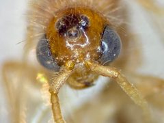 Sphaeropthalma difficilis by (c) Elliott Gordon, some rights reserved (CC BY), uploaded by Elliott Gordon. Used under a CC-BY license.