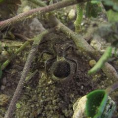 Sphaeropthalma imperialis by (c) Pablo F. Domínguez, some rights reserved (CC BY), uploaded by Pablo F. Domínguez. Used under a CC-BY license.