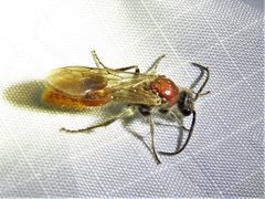 Sphaeropthalma imperialis by (c) Annika Lindqvist, some rights reserved (CC BY), uploaded by Annika Lindqvist. Used under a CC-BY license.
