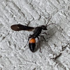 Sphaeropthalma by (c) Matthew Gerke, some rights reserved (CC BY), uploaded by Matthew Gerke. Used under a CC-BY license.