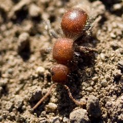 Sphaeropthalmini by (c) Ken-ichi Ueda, some rights reserved (CC BY). Used under a CC-BY license.