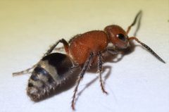Timulla vagans by no rights reserved. Used under a CC0 license.