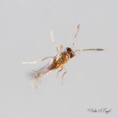 Alaptus eriococci by (c) Victor Engel, some rights reserved (CC BY), uploaded by Victor Engel. Used under a CC-BY license.